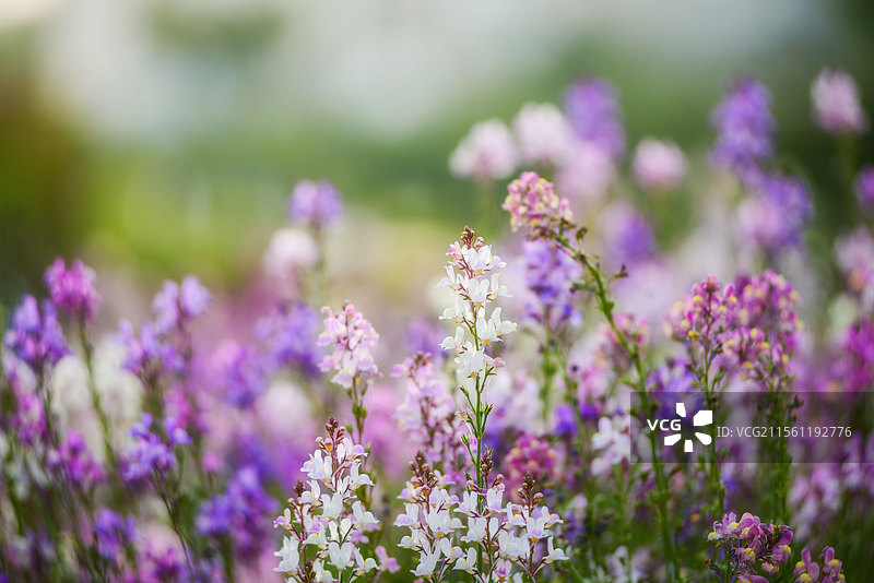 柳穿鱼花海图片素材