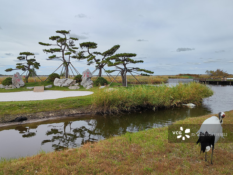 扎龙湿地-松鹤延年图片素材