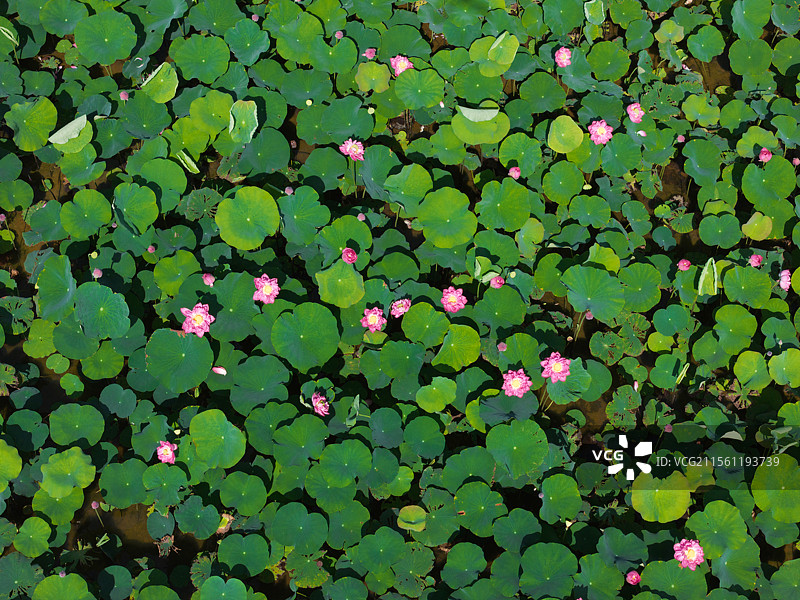 荷花开图片素材