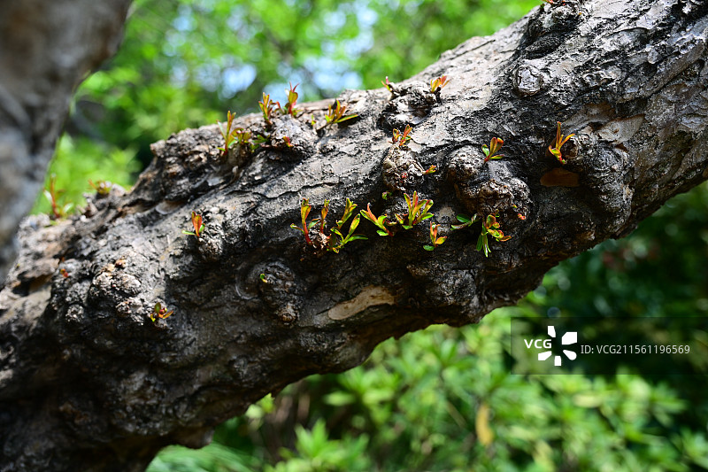枯木逢春图片素材