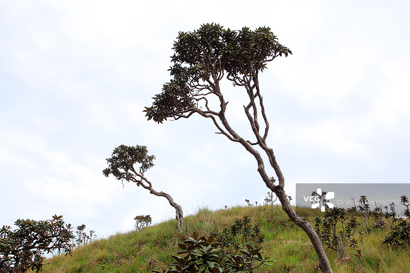 斯里兰卡霍顿草原风光图片素材