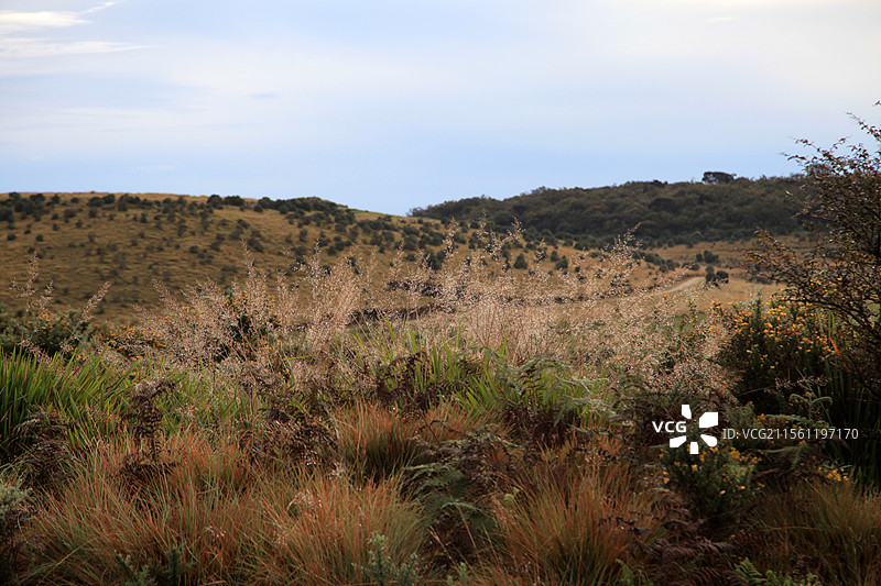 斯里兰卡霍顿草原风光图片素材