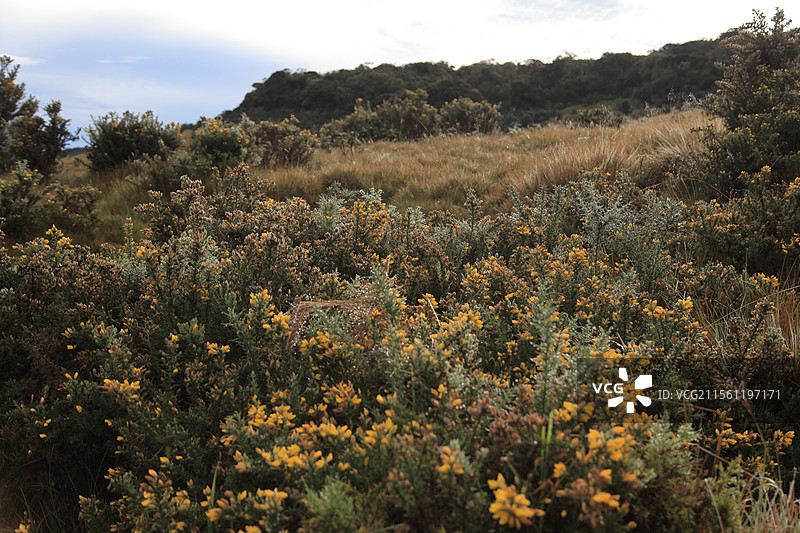 斯里兰卡霍顿草原风光图片素材