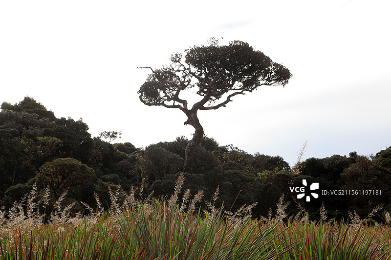 斯里兰卡霍顿草原风光图片素材