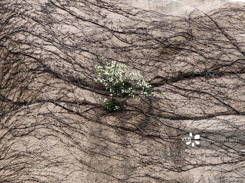 岩上生花图片素材