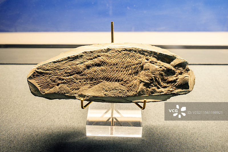南京古生物博物馆中三叠世软骨硬鳞鱼化石图片素材