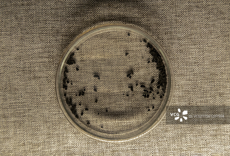 河南博物院“走向邦国—新石器时期”展：炭化稻谷（新石器时代裴李岗文化，舞阳县贾湖出土）图片素材