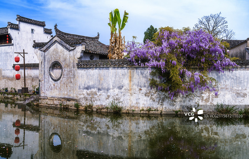 徽州风情----呈坎，古村古藤焕新姿，春天盛开的紫藤花图片素材