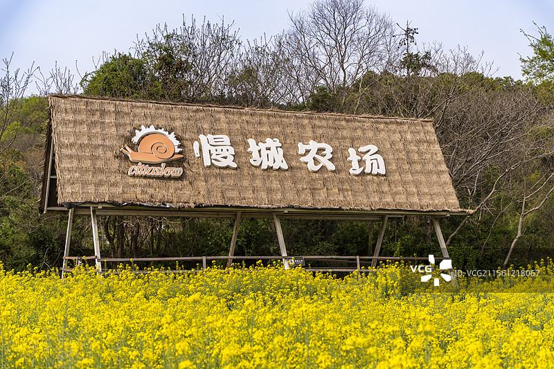 南京高淳国际慢城吕村油菜花图片素材