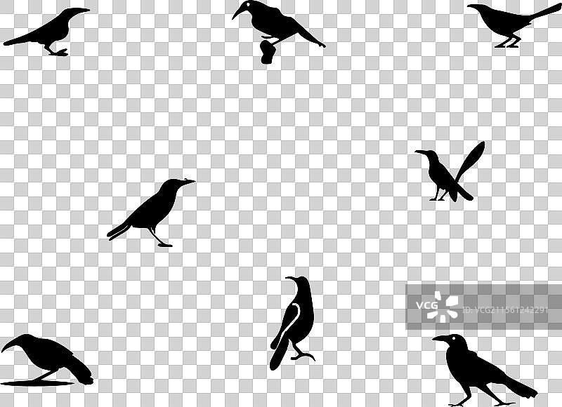 极简风格的普通黑鸦图标设计图片素材