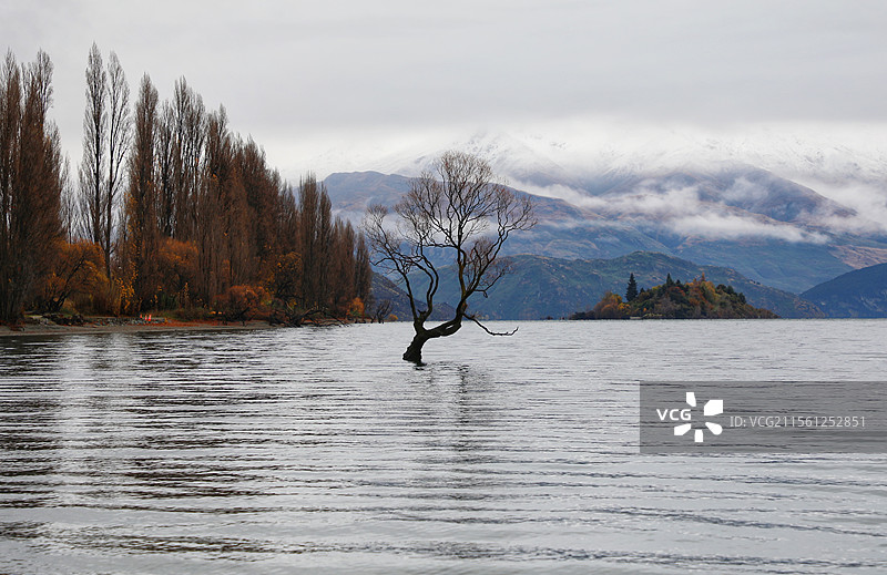 最孤独的树图片素材