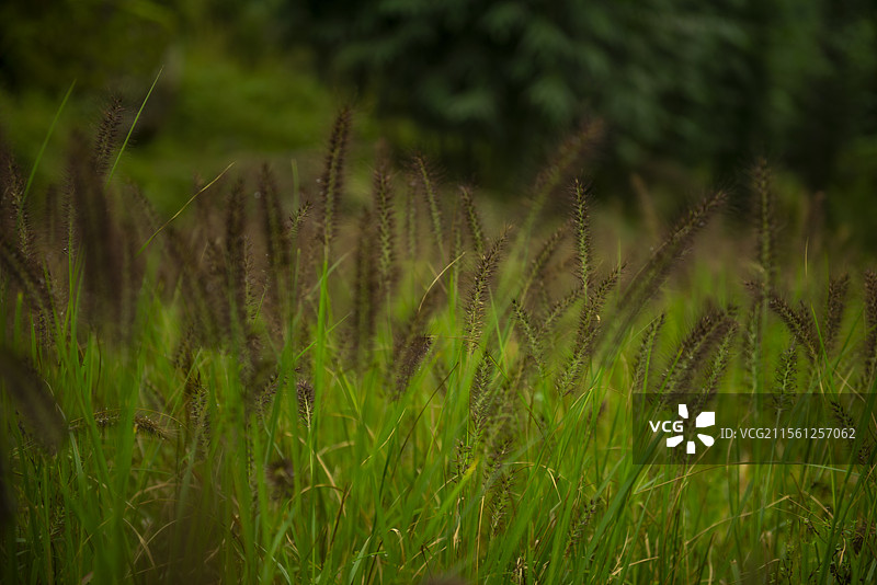 隆昌高星朝阳沟风光图片素材