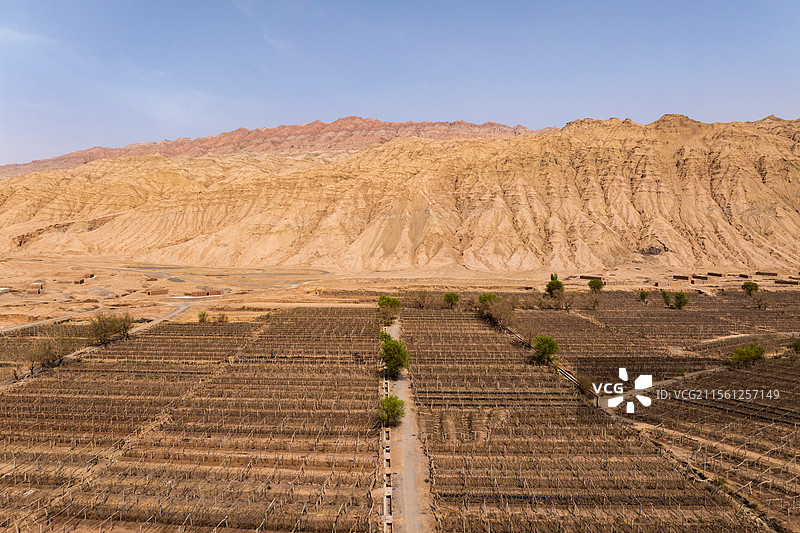 吐鲁番葡萄园图片素材