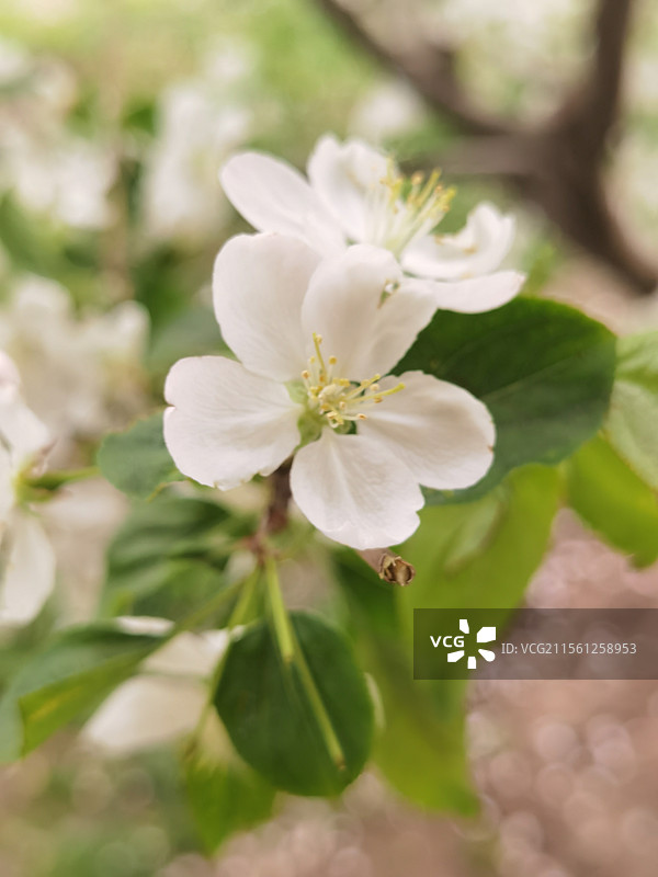 八棱海棠图片素材