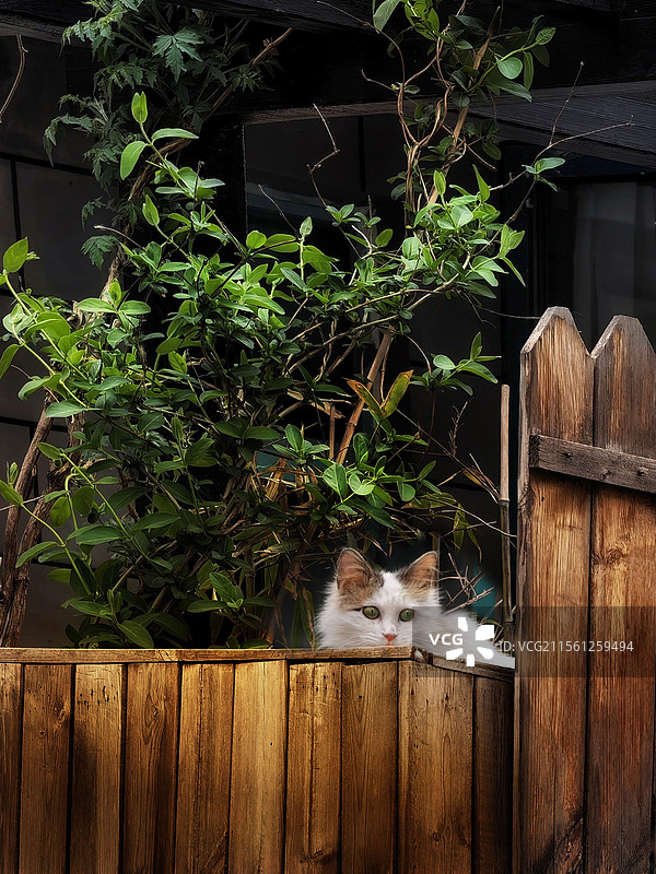 宅猫咪图片素材