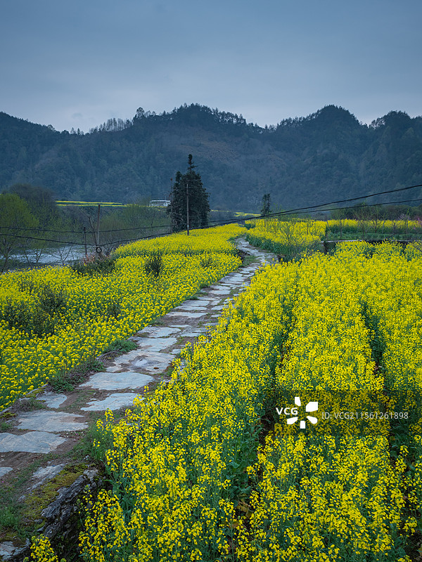 皖南昌溪风景区的油菜花海图片素材