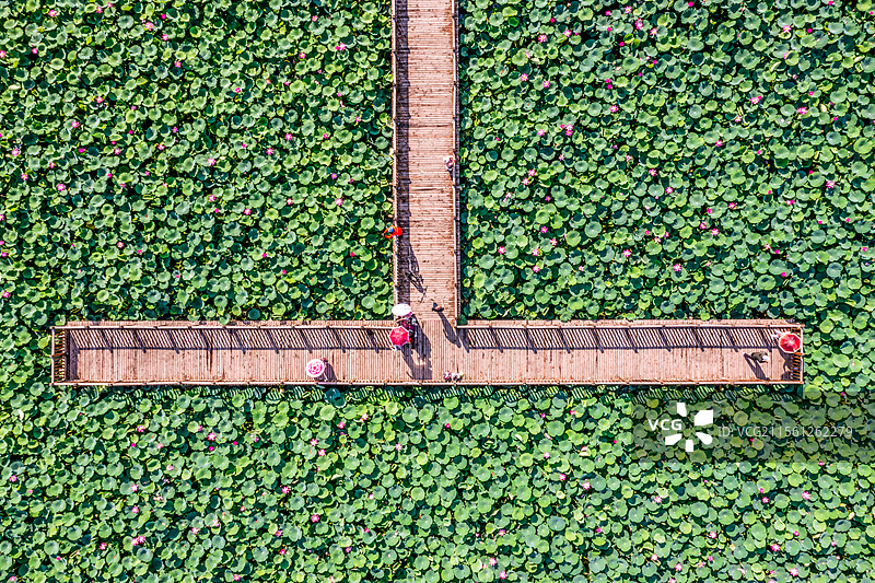 满池荷花航拍图片素材