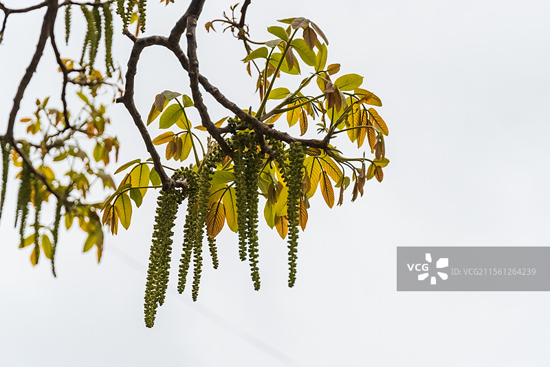 核桃花、核桃树图片素材