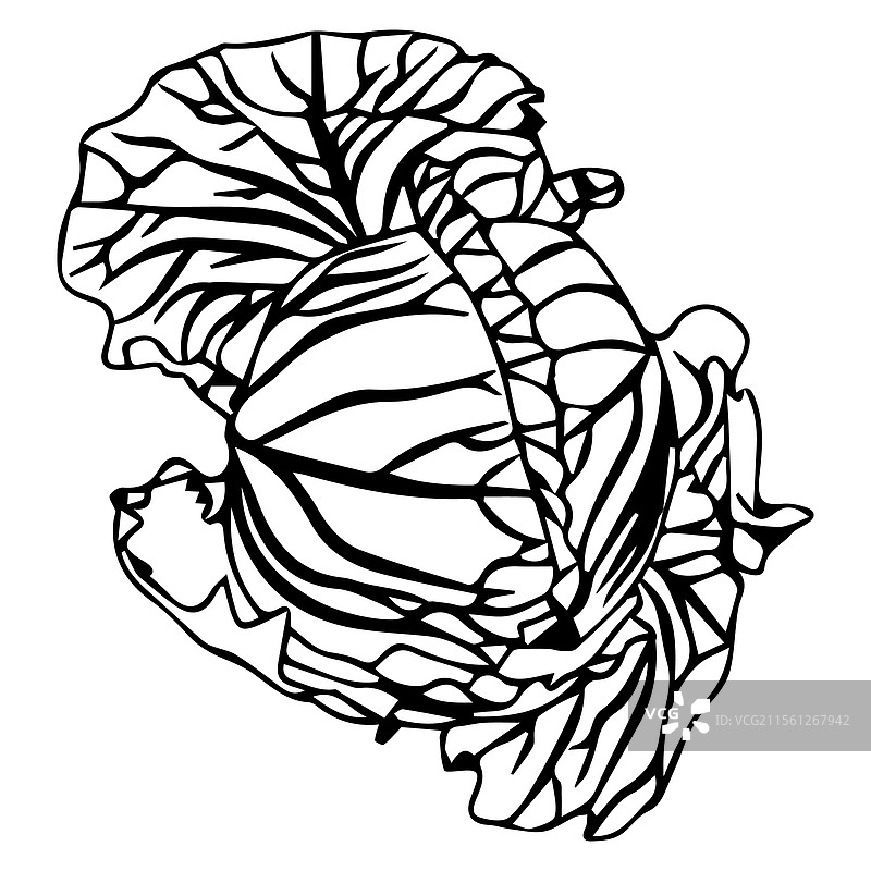 卷心菜 190125-10图片素材