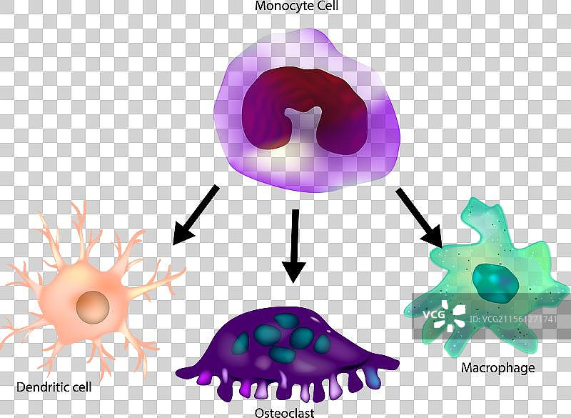 单核细胞分化为巨噬细胞和树突状细胞图片素材