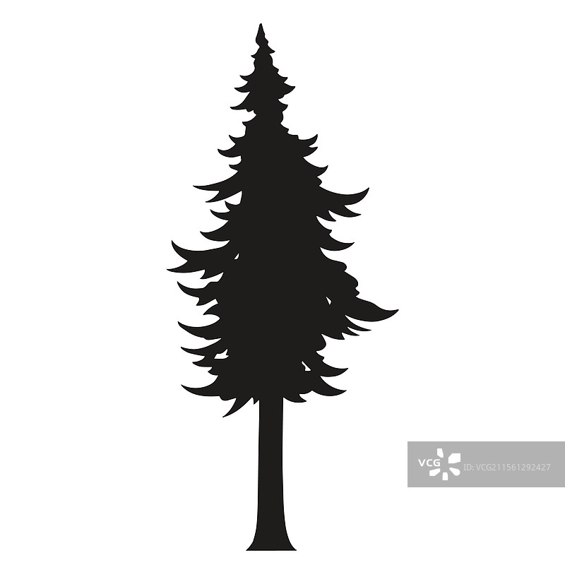 黄昏时分高大松树的细致剪影图片素材