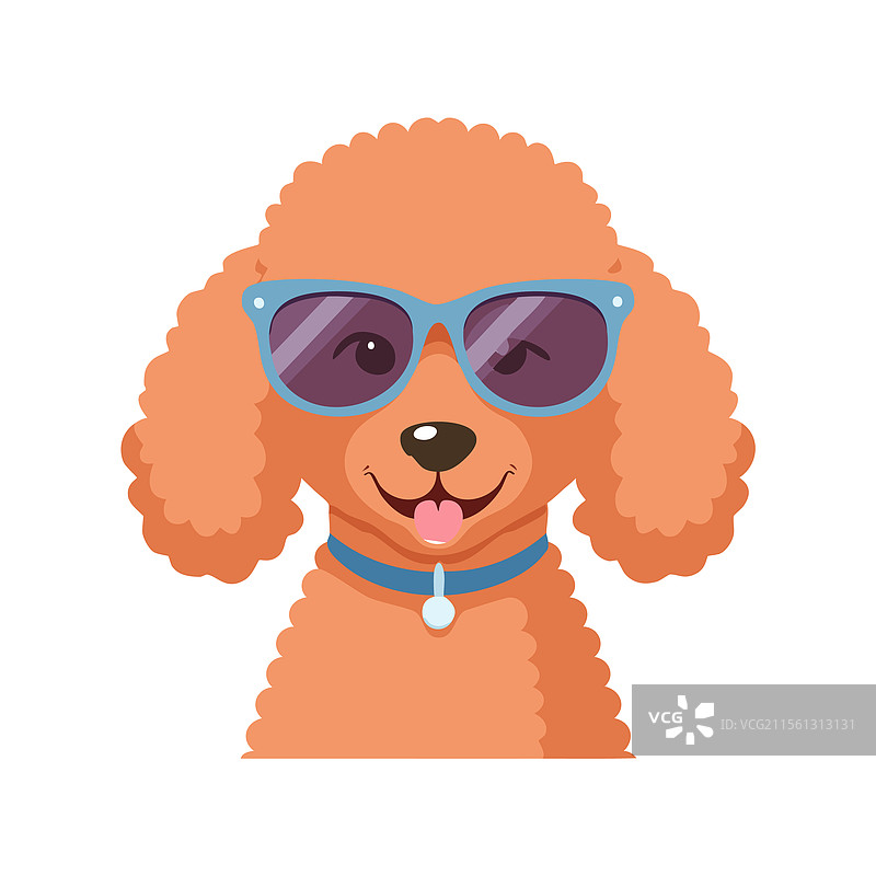 可爱的贵宾犬戴着太阳镜图片素材