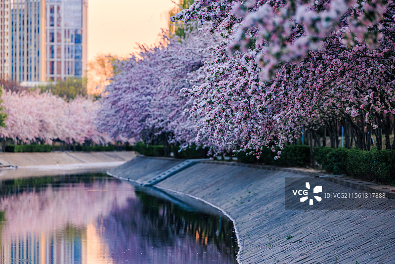 春天盛开的海棠花图片素材