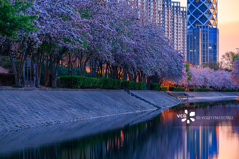 春天盛开的海棠花图片素材