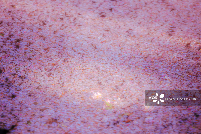 春天盛开的海棠花图片素材