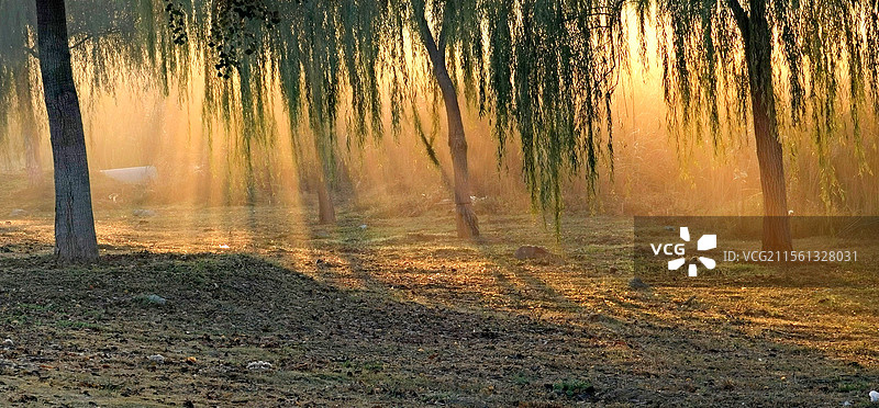 《光影漫过小树林》—— 合肥市肥东县烔长路乡村旅游风景区图片素材