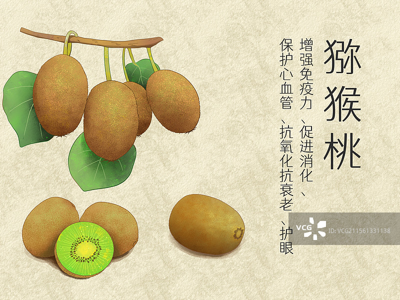 手绘水彩水果猕猴桃插画图片素材