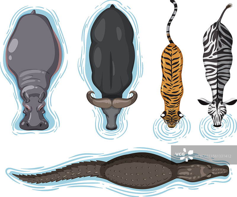 动物们从上方饮水图片素材