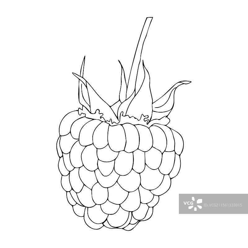 树莓特写，涂鸦风格图片素材