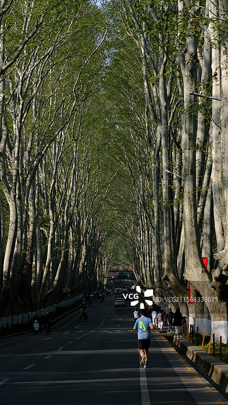 南京清晨的梧桐大道上晨跑的人图片素材