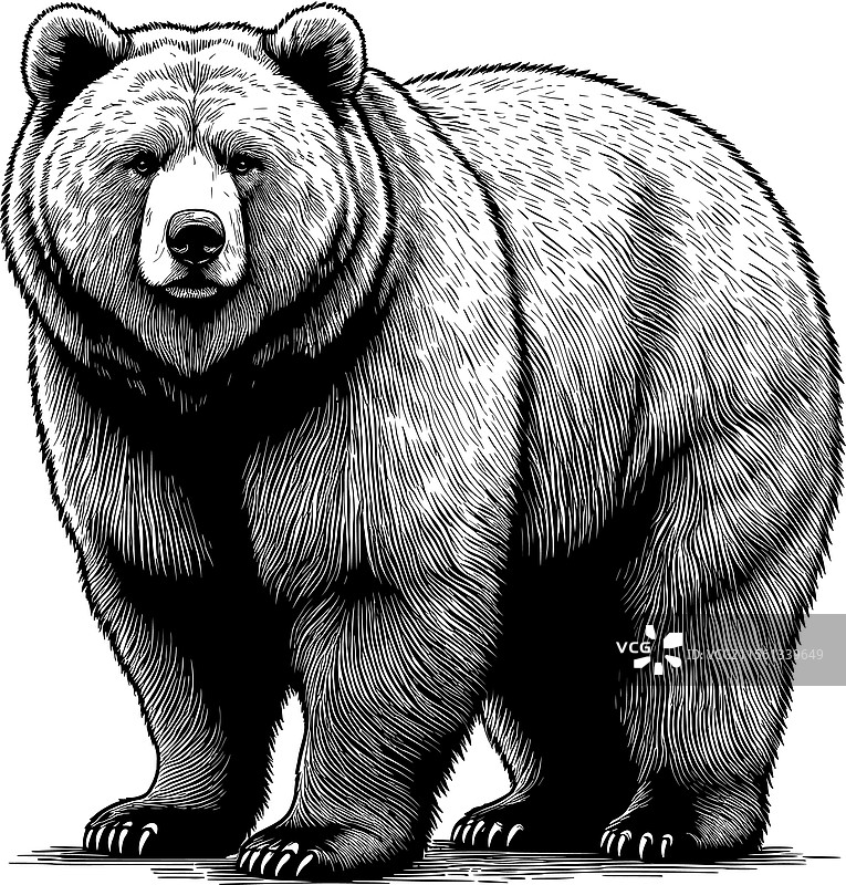 灰熊图片素材
