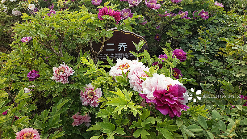 洛阳市涧西区牡丹公园里盛开的牡丹花图片素材