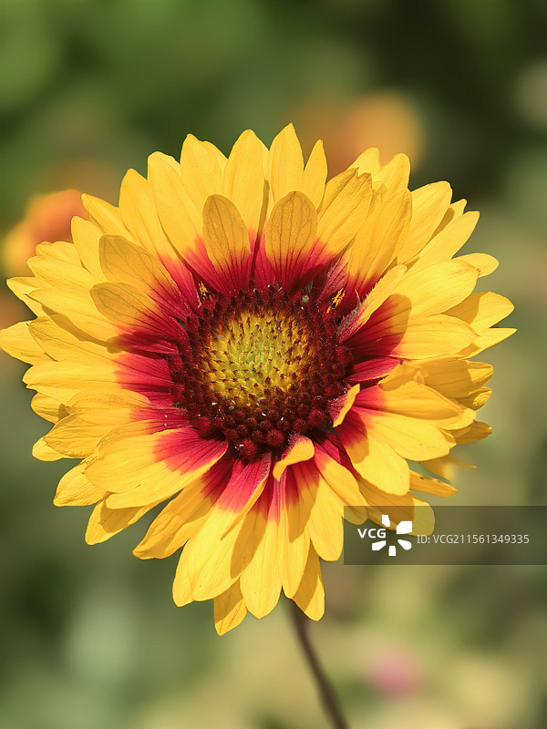 宿根天人菊图片素材