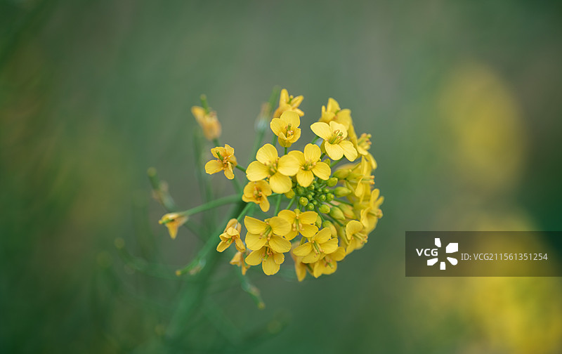 增城丝苗米稻田公园油菜花图片素材