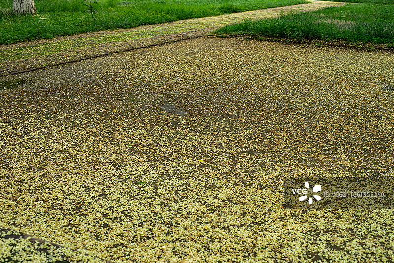 中国野生植物拍摄主题，春天仰拍生开花的洋槐树开花植物白色的花簇前景聚焦特写，户外无人白昼图像摄影图片素材
