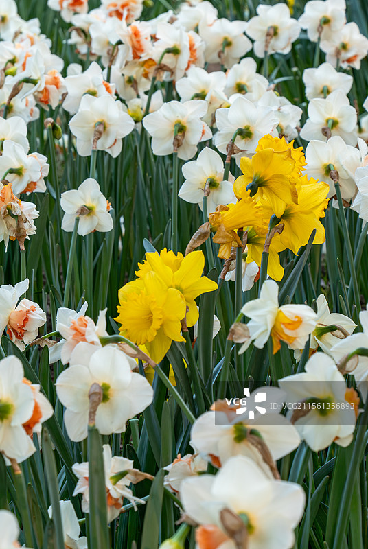 大片水仙花图片素材