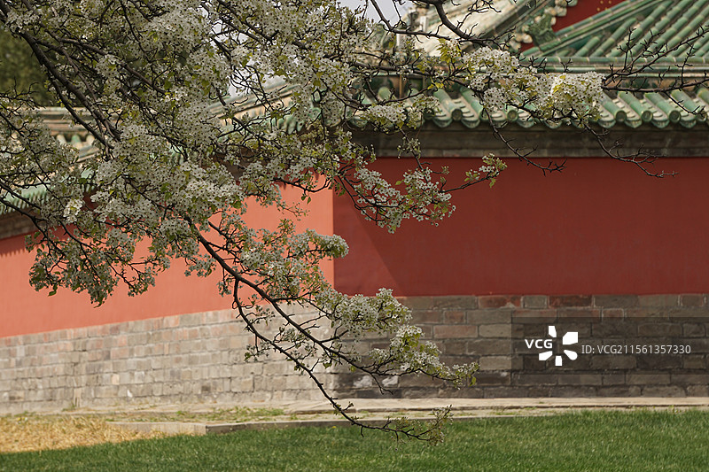 天坛公园杜梨盛开图片素材