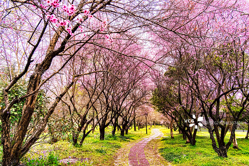 西溪湿地公园桃径：粉瓣铺径，西溪湿地的烂漫春景。图片素材