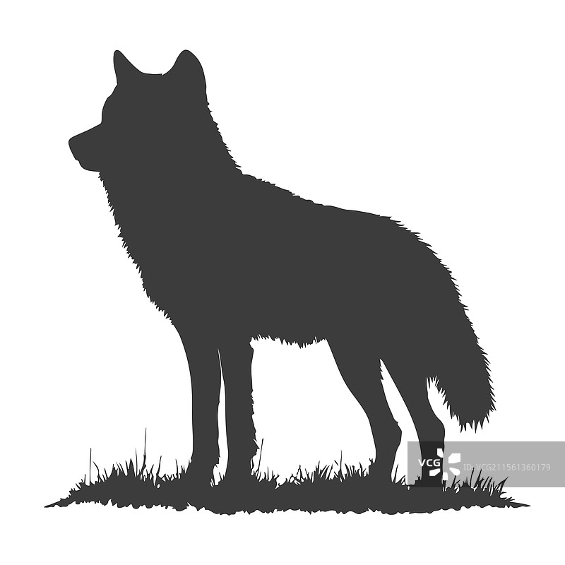 草丛中的狼剪影图片素材