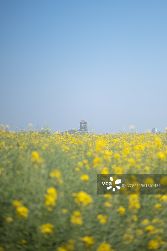 春日的油菜花图片素材