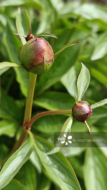 即将绽放的芍药花图片素材