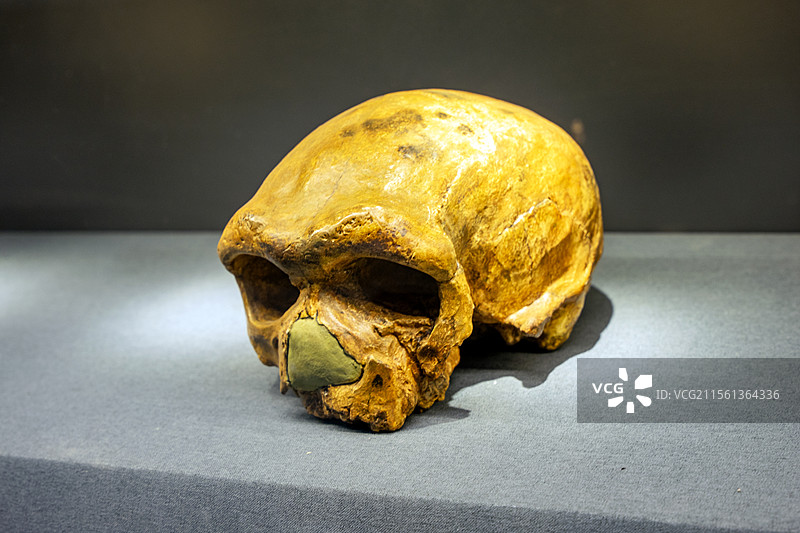 南京古生物博物馆大荔人头骨化石图片素材