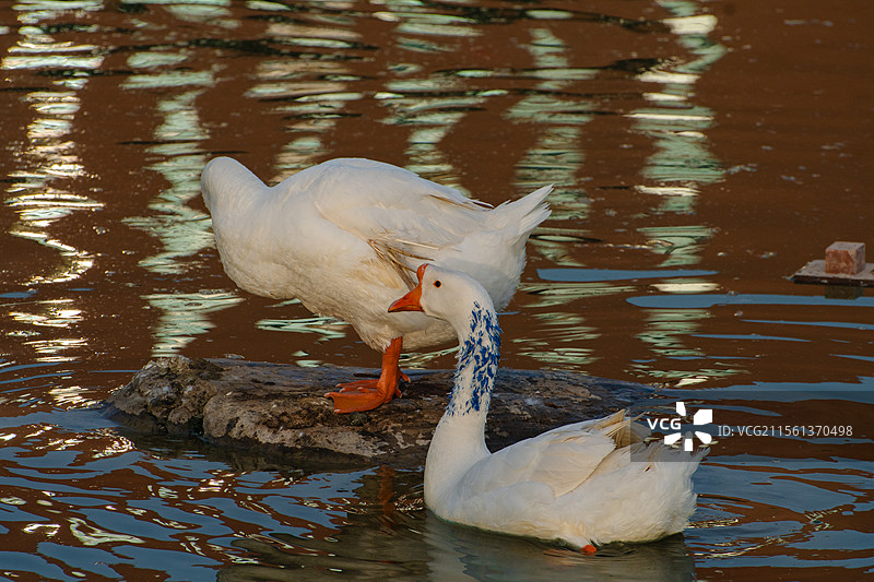 西北农林科技大学的天鹅们图片素材