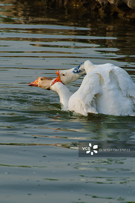 西北农林科技大学的天鹅们图片素材