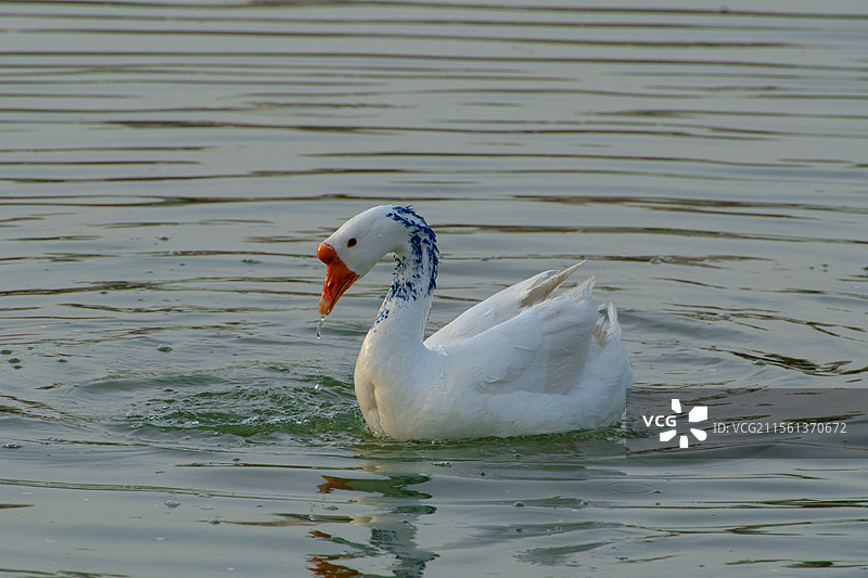 西北农林科技大学的天鹅们图片素材