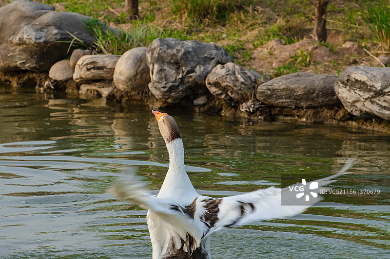 西北农林科技大学的天鹅们图片素材
